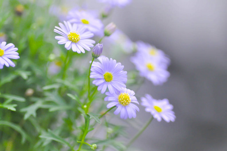 紫色 Bellis perennis 或菊花花