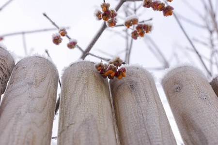 与白霜和雪的共同纺锤 金银花