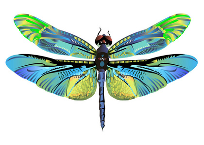 矢量彩色艺术蜻蜓自然野生动物图片