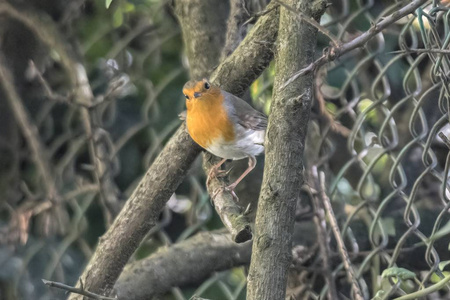 知更鸟在公园里的 erithacus rubecula