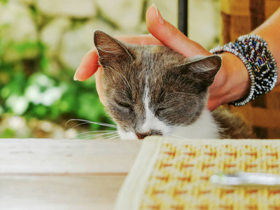 灰色和白色的流浪猫要求食物和注意