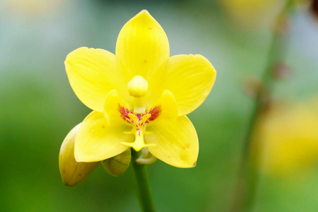 黄 spathoglottis 兰花花在花园里特写