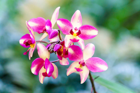 紫黄色 spathoglottis 兰花花在花园里特写