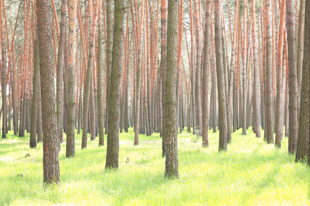 春天的早晨, 在松树林的年轻绿草上美丽纤细的松树