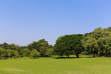 草地与森林和天空在后面