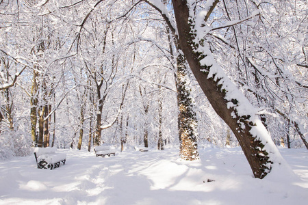 波兰华沙瓦津基公园树木之间的积雪路径