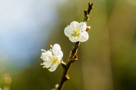 树上白杏花开花近