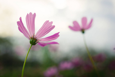 宇花场