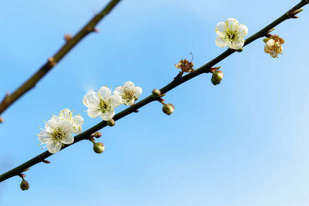 白色杏花, 背景为蓝天