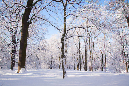 瓦津基雪冬公园在华沙, 波兰