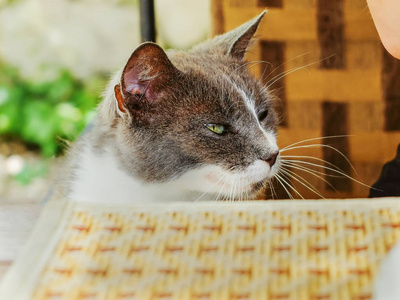 流浪猫的肖像, 要求食物和注意