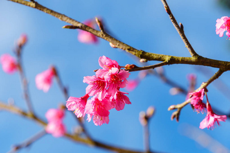 粉红色樱花花, 背景为蓝天