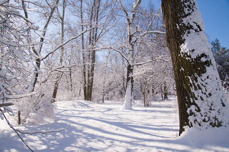 瓦津基雪冬公园在华沙, 波兰