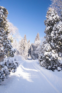 波兰华沙瓦津基公园树木之间的积雪路径