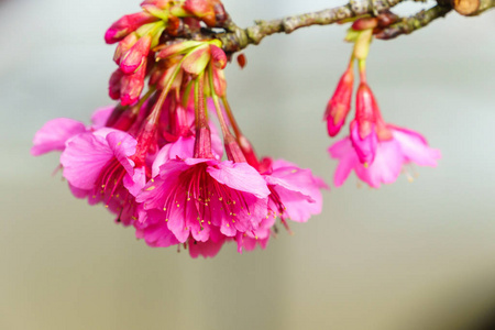 粉红樱花花在树上特写