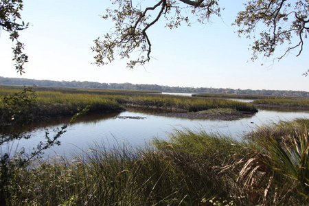 佛罗里达州北部的沼泽的看法