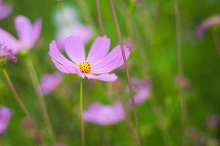 宇花场