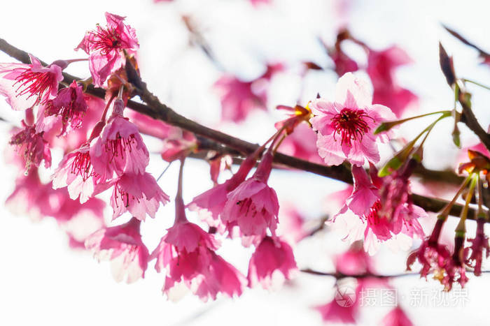 粉红樱花花在树上特写