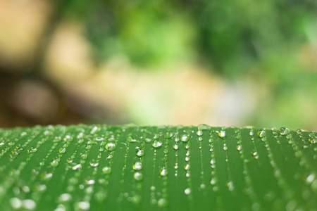 植物叶片用水下降