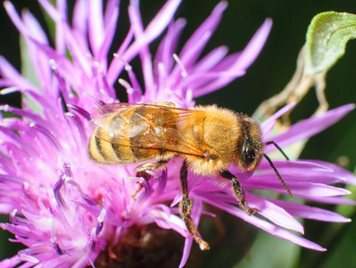 一只蜜蜂在花朵上收集花粉