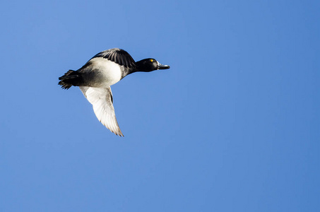 在蓝色的天空中飞翔的戒指颈鸭
