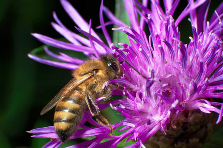 一只蜜蜂收集花蜜从粉红色的花朵
