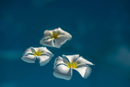 蓝色的水早上白色鸡蛋花