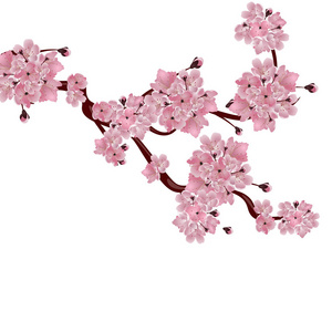 郁郁葱葱的日本樱花树。粉红色的樱花的分支。白色背景上的孤立。插图