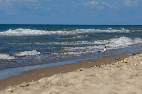 蓝色夏日海的海滩上的海鸥