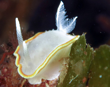 在它们的栖息地的 nudibranchs