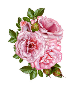 花组成。温柔的粉红色柔和玫瑰花的香味。白色背景上孤立