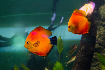 海底世界水族馆的居民图片