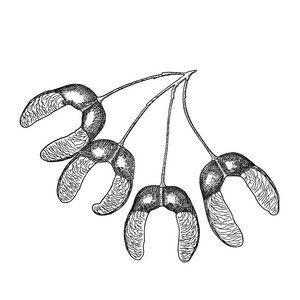 枫叶树种子图片-枫叶树种子素材-枫叶树种子插画-摄图新视界