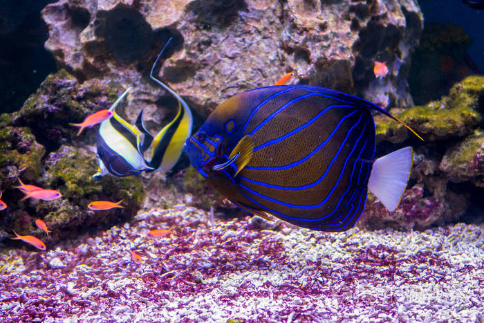 海底世界水族馆的居民