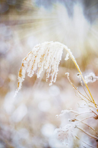 冬季背景与雪和霜