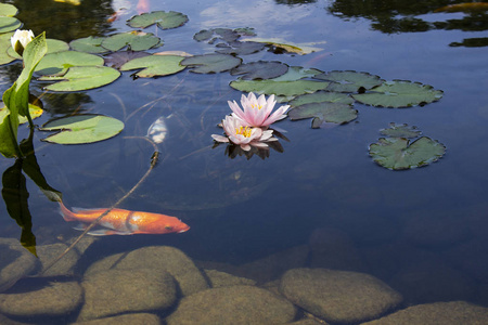 锦池鲤鱼在公园里的水中慢慢地游来游去睡莲照片