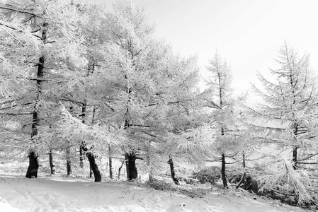 雪覆盖树