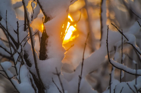 白雪在树的分支在冬天森林在日落或日出的背景圣诞节假日背景