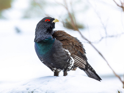 西方 capercaillie 木松鸡看