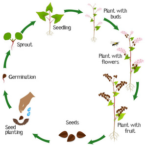 在白色背景的荞麦植物的生命周期