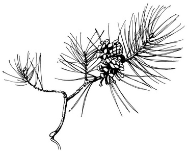 手绘松树树枝与两个锥查出的白色背景.向量例证.