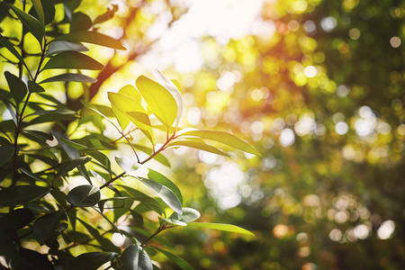 选择性地集中在绿叶树与温暖的早晨阳光与美丽的模糊 bokeh 背景与复制空间。绿色自然背景