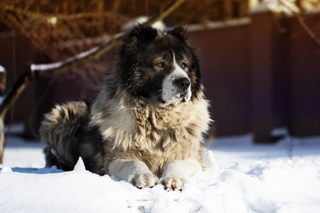 成人的高加索牧羊犬外面躺在寒冷的冬天 d