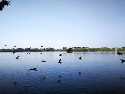 鸽子在天空飞行几乎自然湖在泰国公共公园