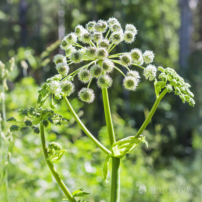 开花植物野生当归(lat). 天使)