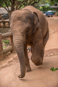 斯里兰卡 大象皮纳瓦拉