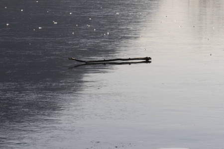 在冰冷的湖水上干燥的树枝