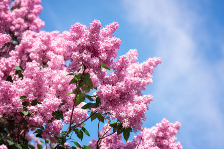 清水防务研究局寺和樱花盛开的季节 (樱花) 对春天美丽的风景与红叶