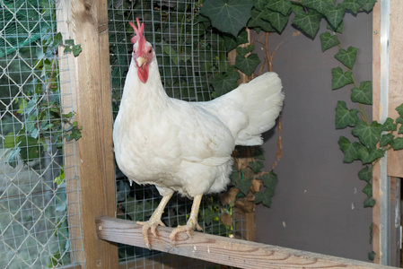 一只母鸡在木板上等着吃