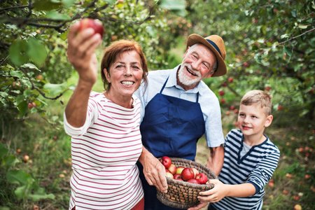 一对带着小孙子在果园摘苹果的老人夫妇
